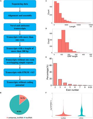 Transcriptome Analysis Reveals the Potential Role of Long Non-coding RNAs in Mammary Gland of Yak During Lactation and Dry Period